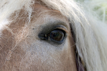 oeil de cheval