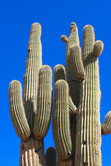 saguaro group