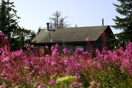 cabin in fireweed