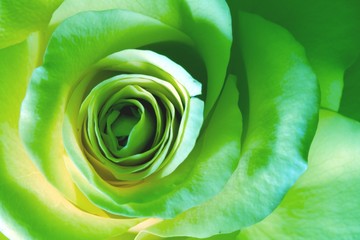 green rose - 3019911