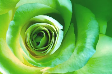 Photo sur Plexiglas Roses rose verte