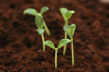 new life concept - seedlings growing in the soil