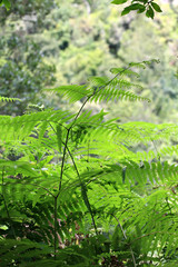 ferns leaves