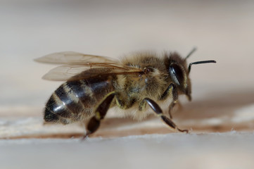 honeybee