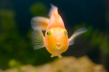 gold fish smiling face, tropical underwater view