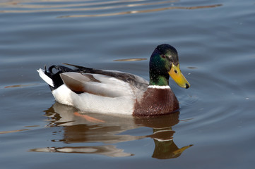 wild duck