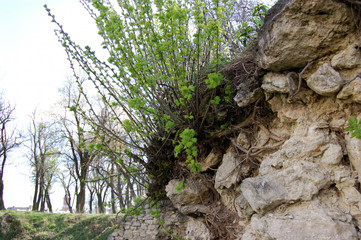bush growing on stone wall