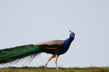 pfau