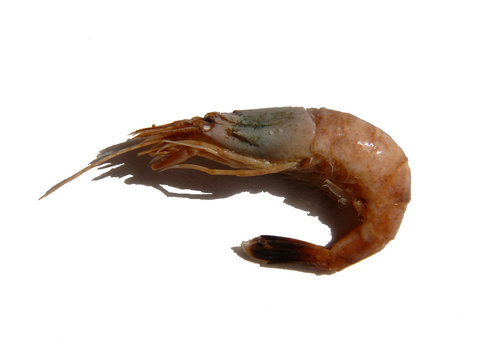 schrimp