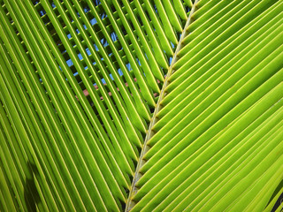 palm leaves