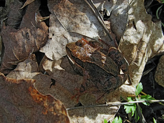 spring frog