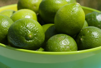 close up of key limes