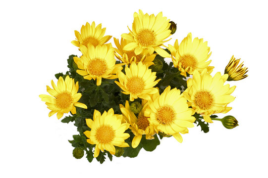 Fototapeta yellow flowers