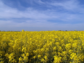rapsfeld unter blauem himmel