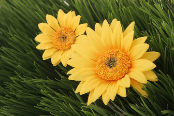 yellow daisies