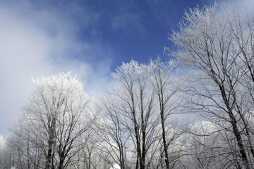 icy trees after a snowstorm