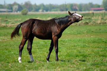 Obraz premium hier bin ich der boss