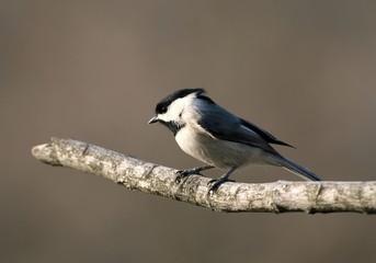 Naklejka premium black capped chickadee