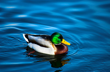 drake on the water