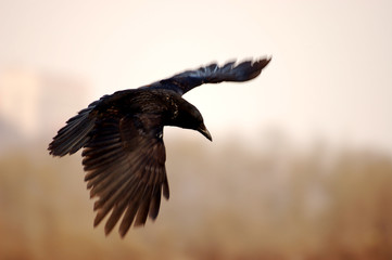 raven in the sky