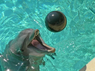 Muurstickers dolfijn © polkag
