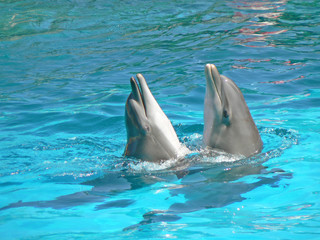 dauphins