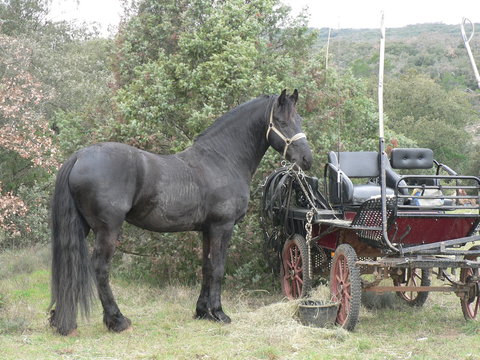 frison