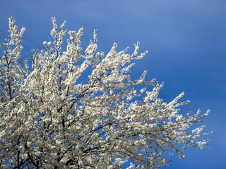 blossoming tree