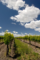 Fototapeta na wymiar california winogron winorośli