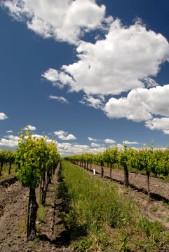california grape vines