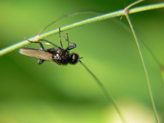 insecte &agrave; l'envers
