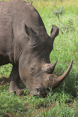Obraz premium rhino