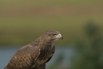 buzzard