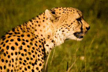 cheatah close up head