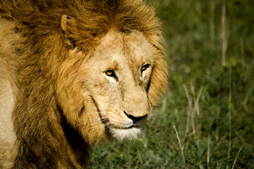 male lion head close up