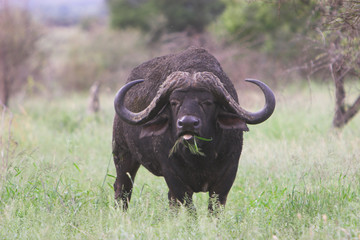 buffalo toung