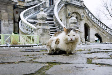 street cat