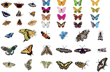 Photo sur Plexiglas Papillon papillons