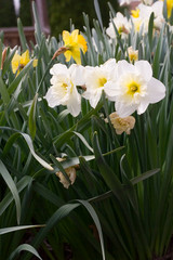 Obraz premium daffodils