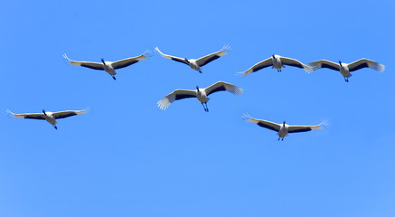 red-crowned crane