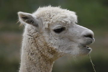lama © Christopher Meder