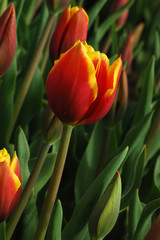 red tulip with yellow edge