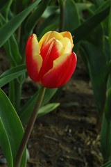red tulip with yellow edge