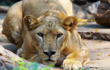 Fototapeta premium lion