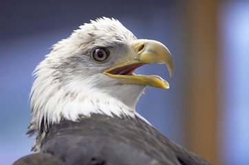 bald eagle
