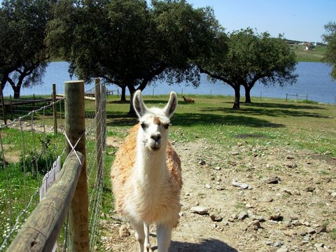 close view of an llama