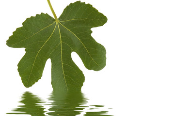 fig leaf