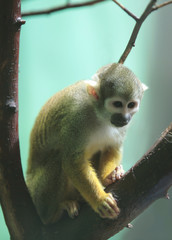 Obraz premium squirrel monkey in green semidarkness