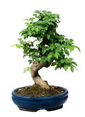 un bonsai