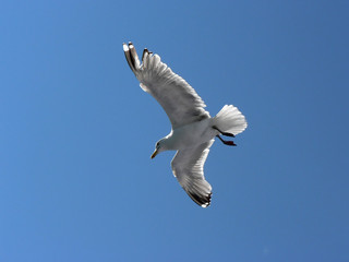 seagull